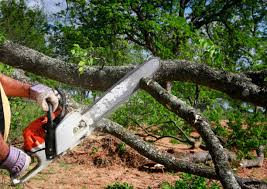 Lawn Renovation and Restoration in Georgetown, SC
